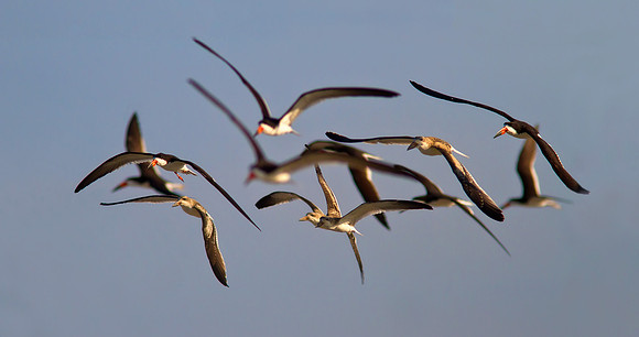 Adult and Juvenile Black Skimmers