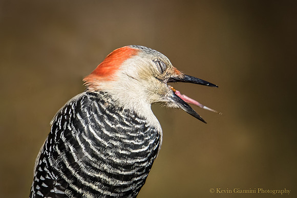 Red-Bellied Woodpecker