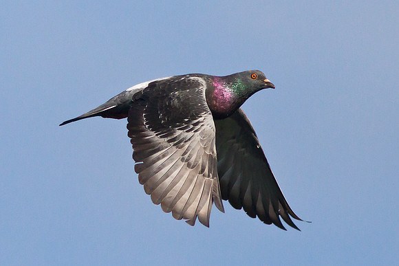 Flying Pigeon