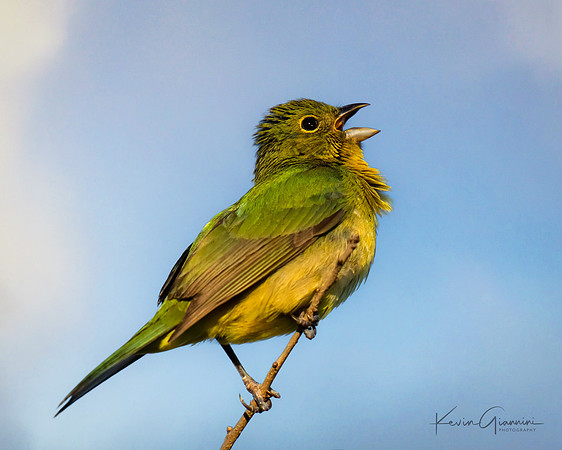 Male Painted Bunting first year