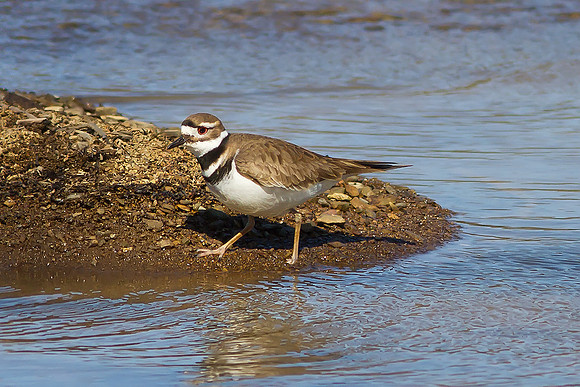 Killdeer