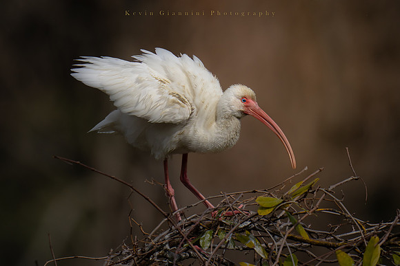 White Ibis