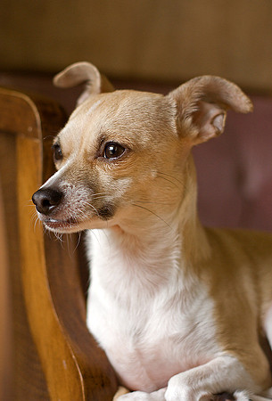 Frida the Chihuahua