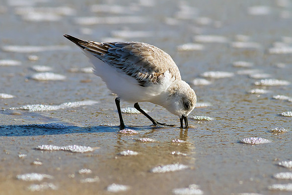 Sanderling