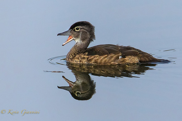 Young Wood Duck