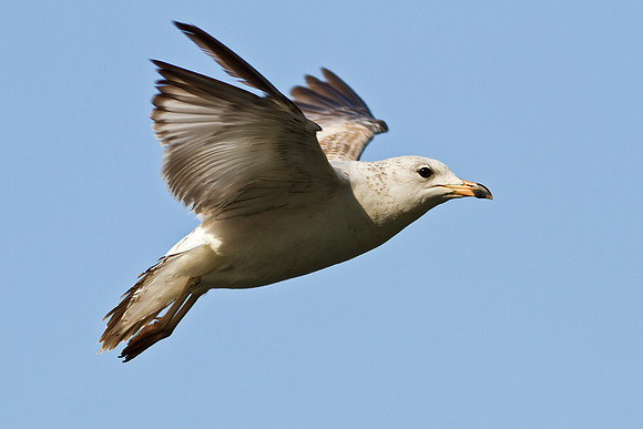 Flying Gull