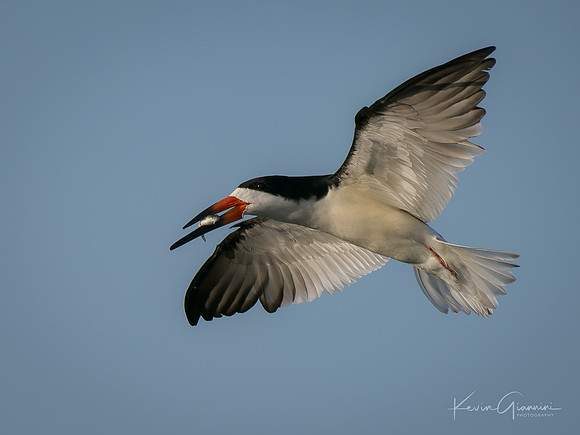 Black Skimmer