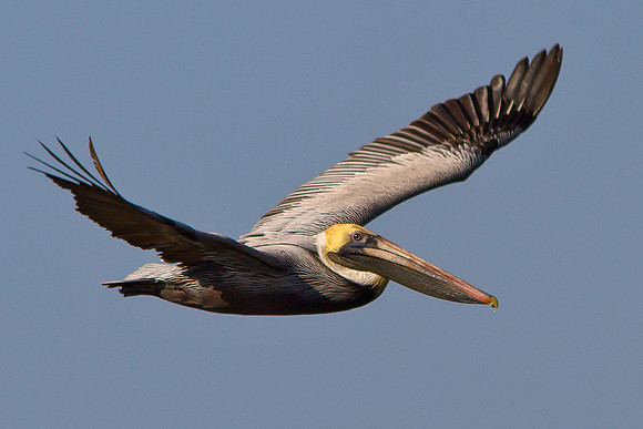 Soaring Pelican