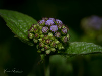 Hydrangea
