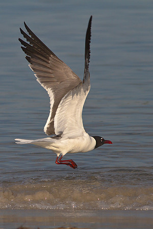 Laughing Gull