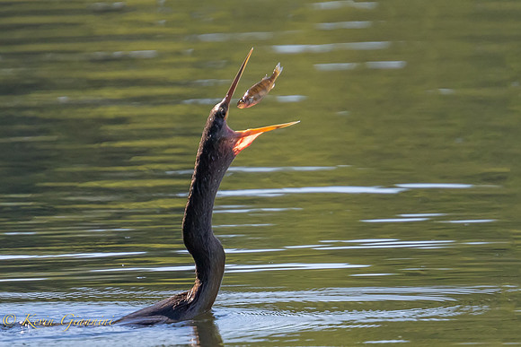 Anhinga feeding