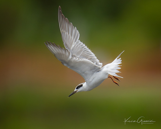 Forster's Tern
