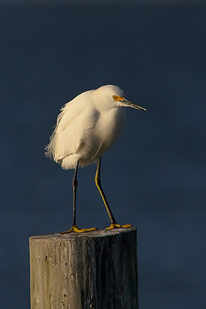 Snowy Egret