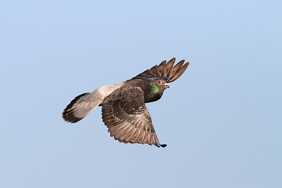 Soaring Pigeon