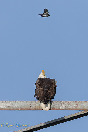 Swallow invades eagle's airspace