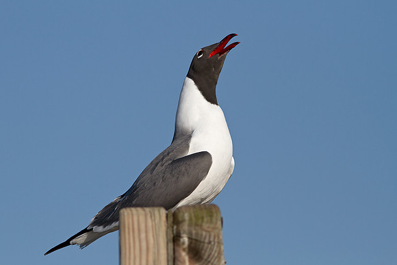 Laughing Gull
