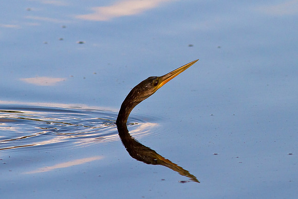 Anhinga
