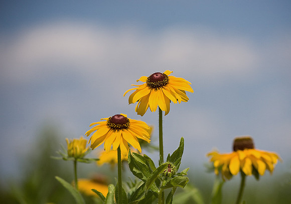 Wildflowers