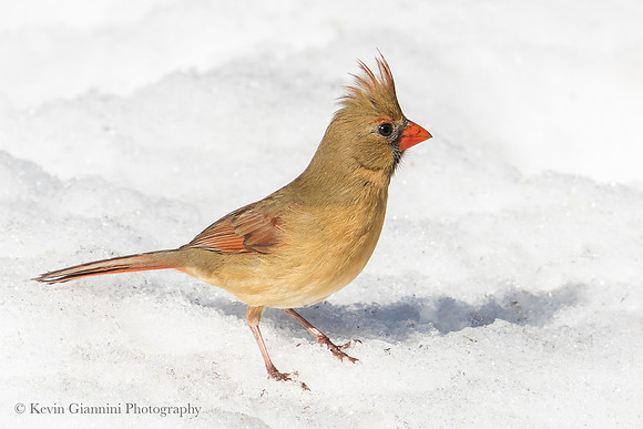 Female Cardinal in the snow