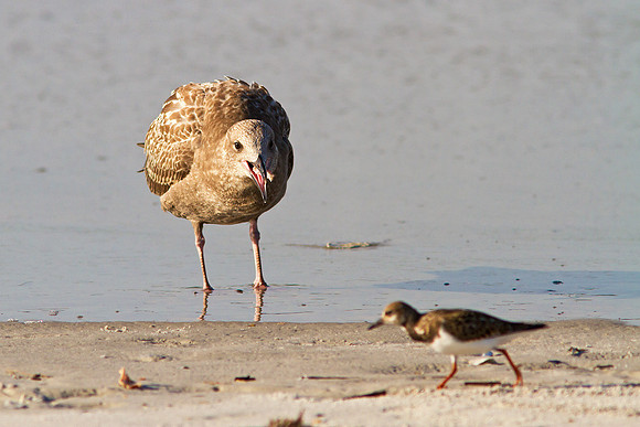 Hungry birds