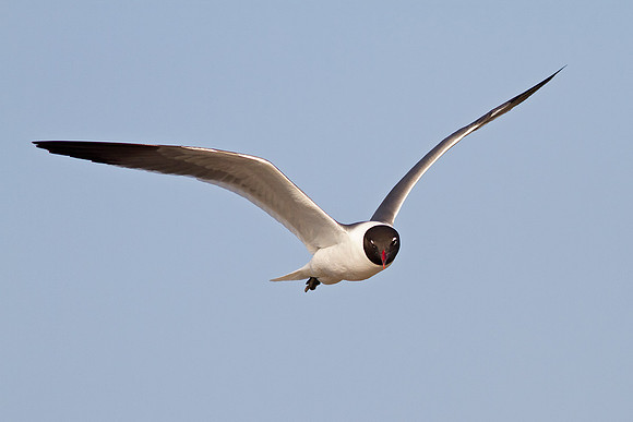 Laughing Gull