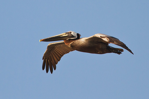 Pelican