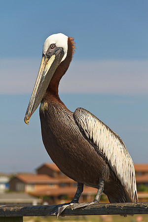 Pelican