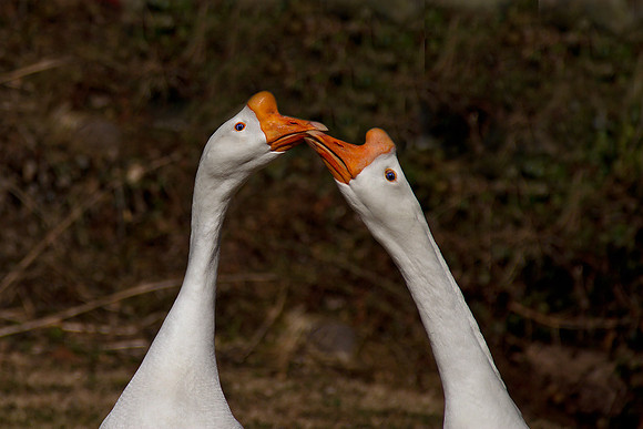 Geese