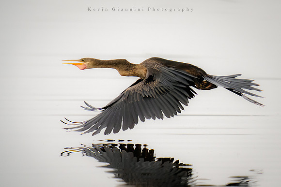 Anhinga