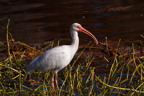 Ibis Hunting