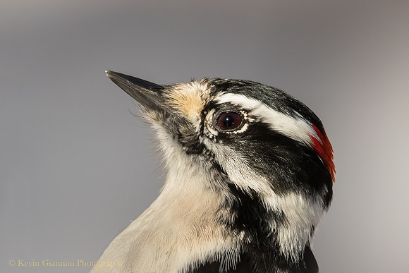 Downy Woodpecker - close-up