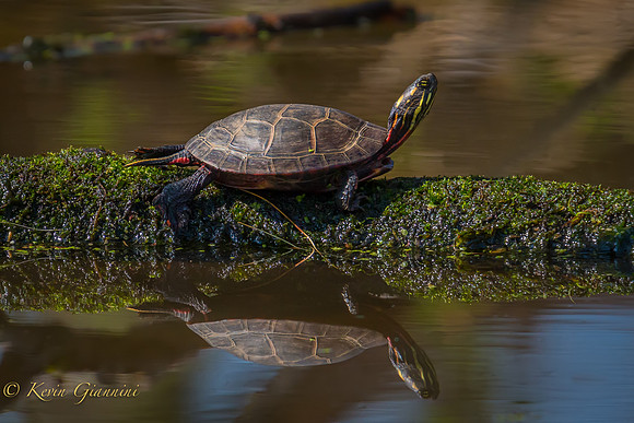 Painted Turtle