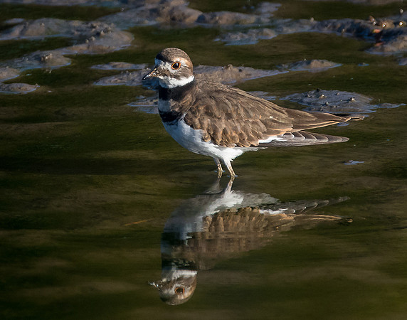 Killdeer