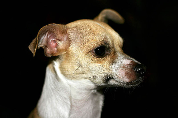 The Mighty Frida