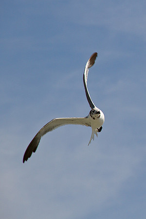 Gull