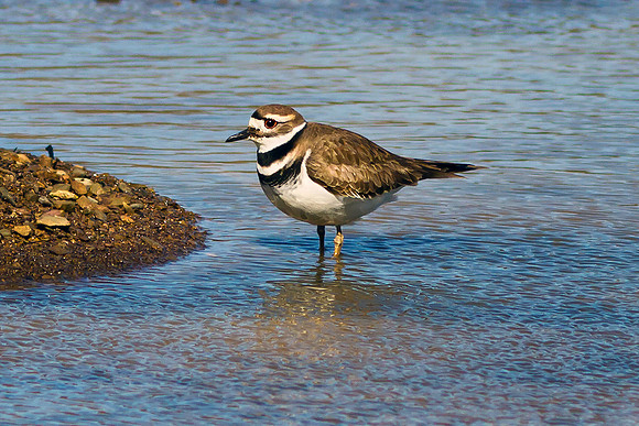 Killdeer
