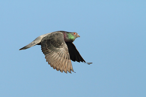 Pigeon