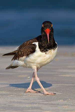Oyster Catcher