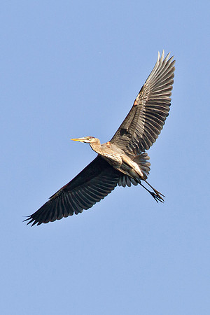 Great Blue Heron in flight