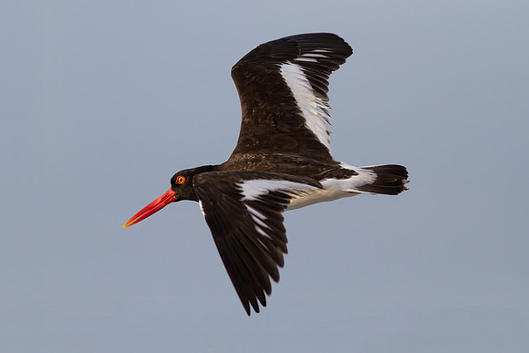 Oyster Catcher in-flight