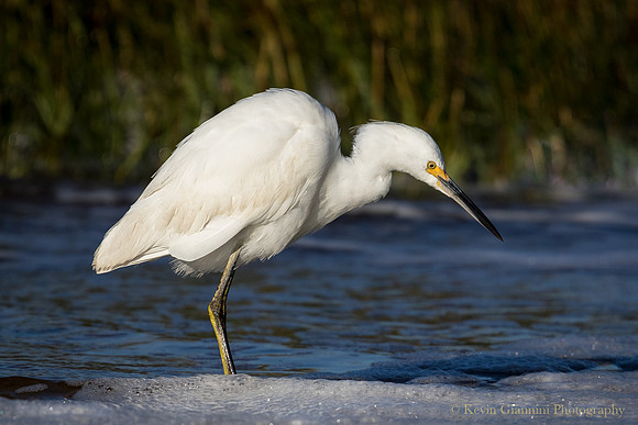 Snowy Egret