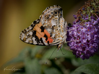 Painted Lady Butterfly