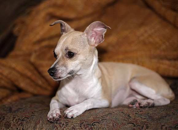 Frida the Wonderdog