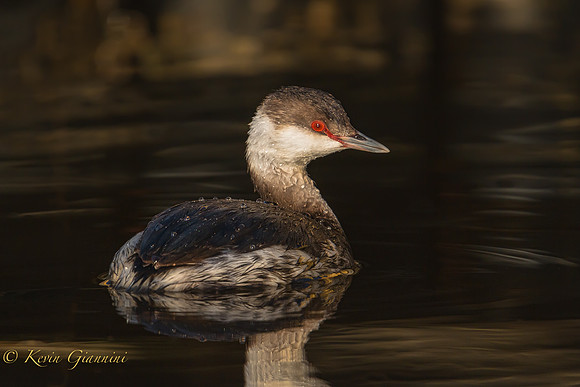Horned Grebe
