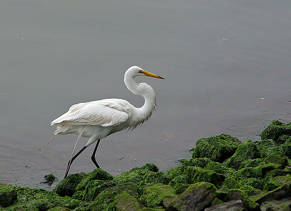 Great White Egret