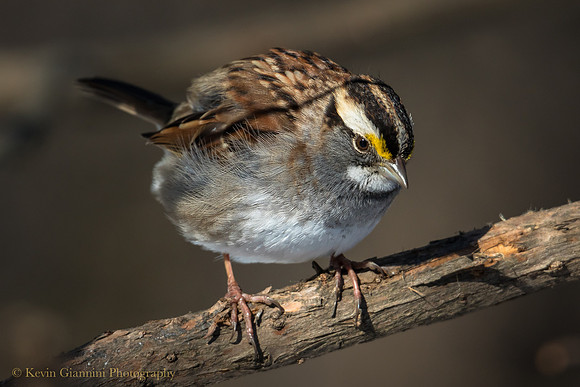 White-throated Sparrow