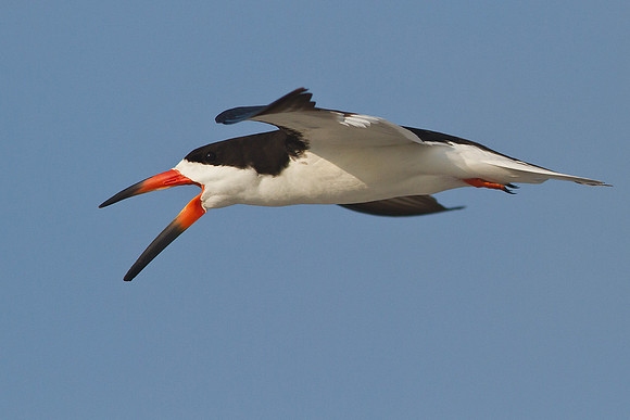 Black Skimmer in Flight