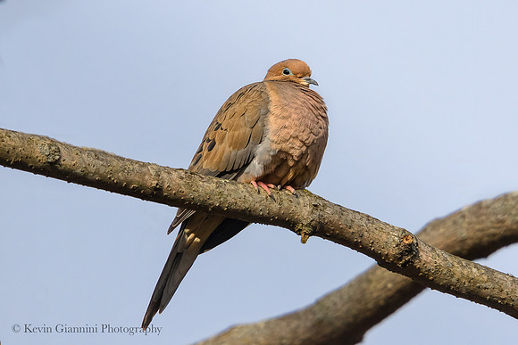 Mourning Dove
