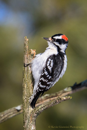 Downy Woodpecker