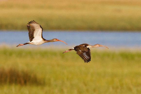 Flying Ibis